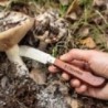 Couteau de poche pour recolte et champignons avec blocage de la lame