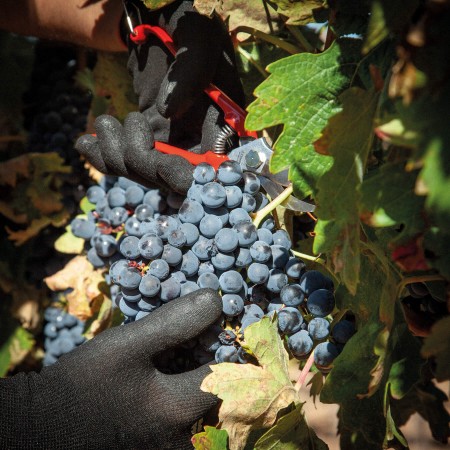 Grape Harvest and Garden...