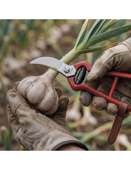 Garlic Shears | 3 Claveles