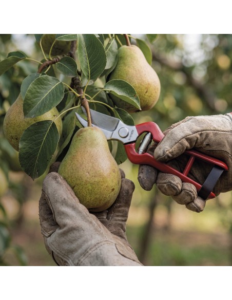 Pruning Shears | 3 Claveles